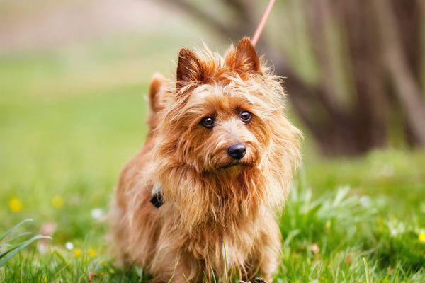 esemplare di cane Australian Terrier