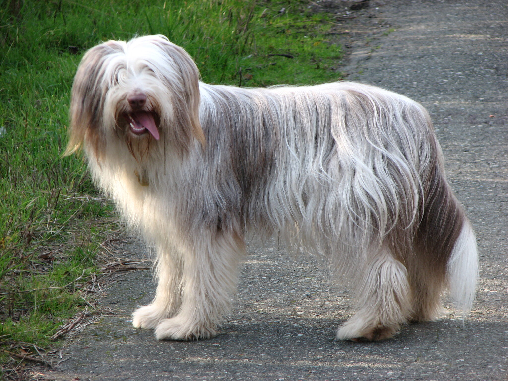 cane razza Bearded Collie