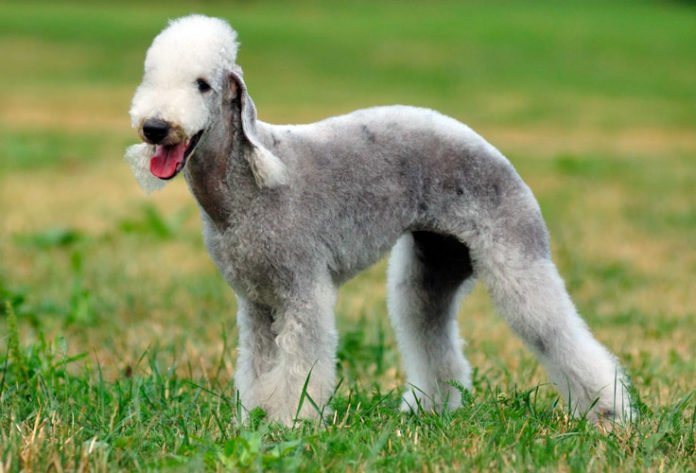 Bedlington Terrier