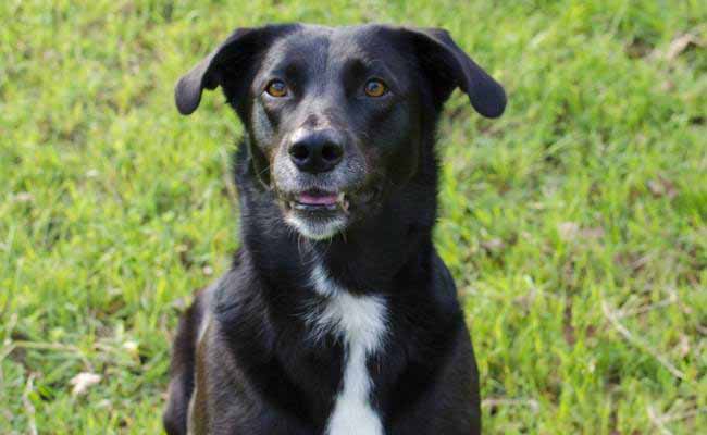 cane Borador