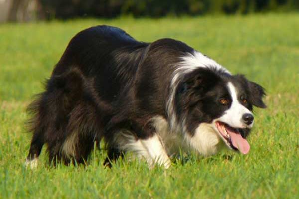 collie