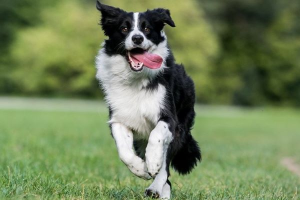 Benji border collie