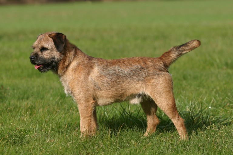 esemplare di Border Terrier