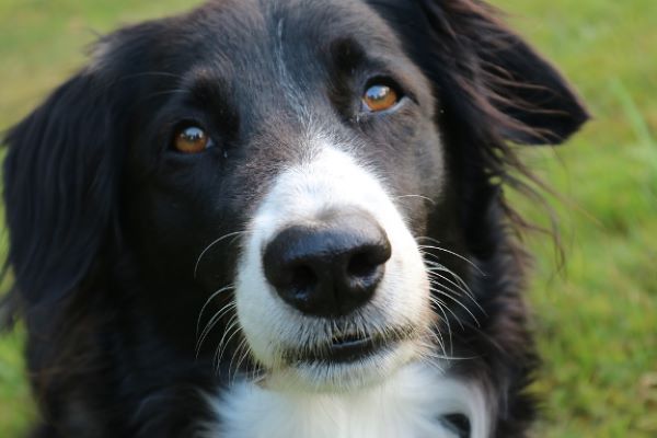 border collie