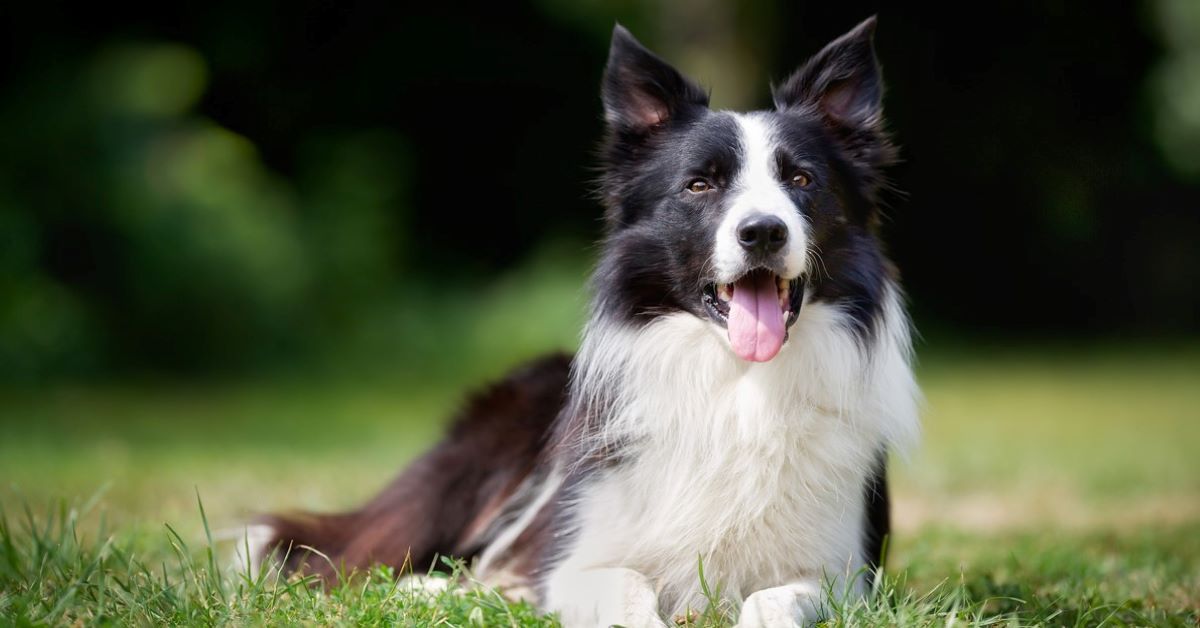 Benji, il Border Collie salvato dall’eutanasia