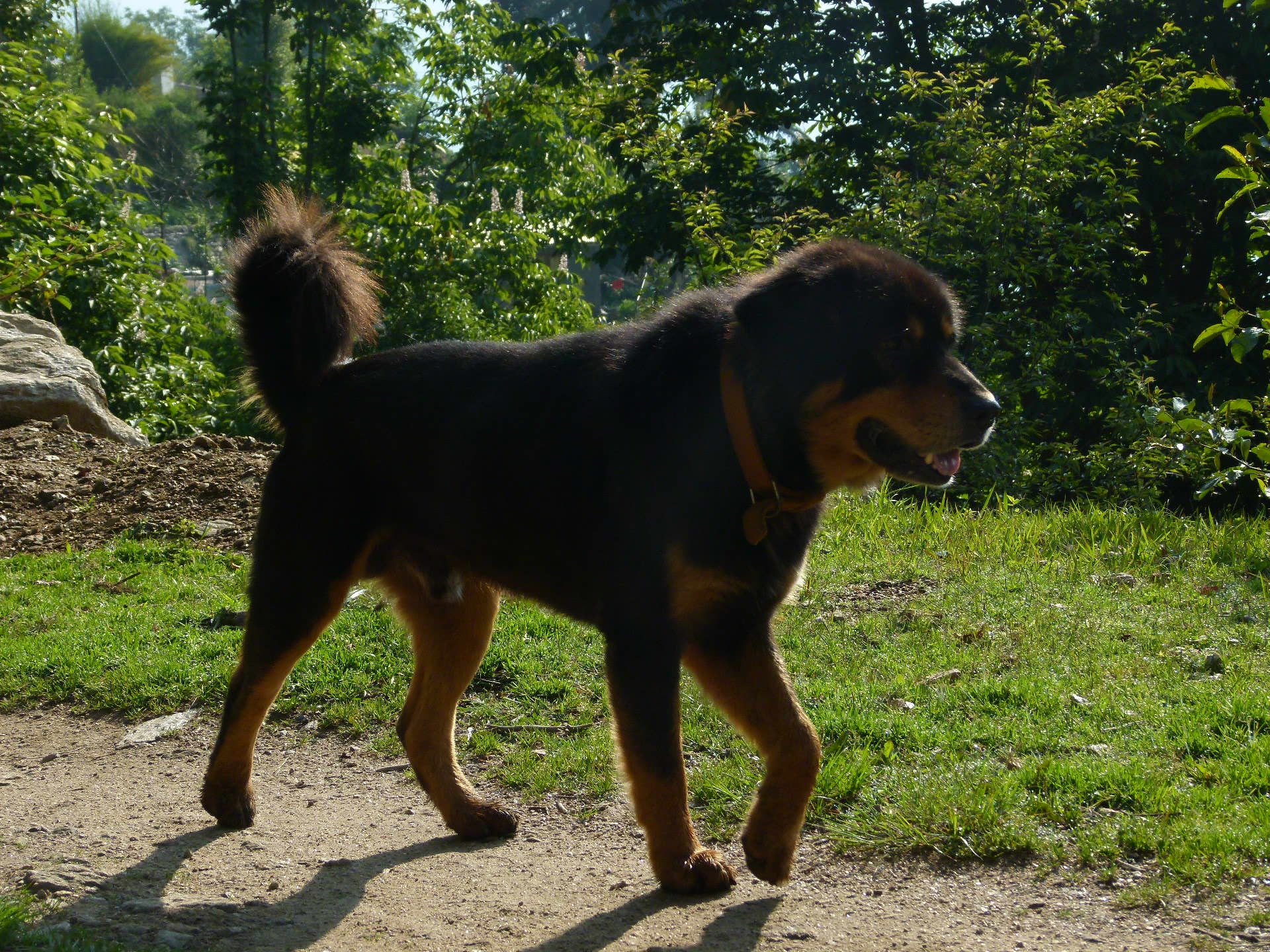 esemplare di cane Bhotia su sfondo campagna