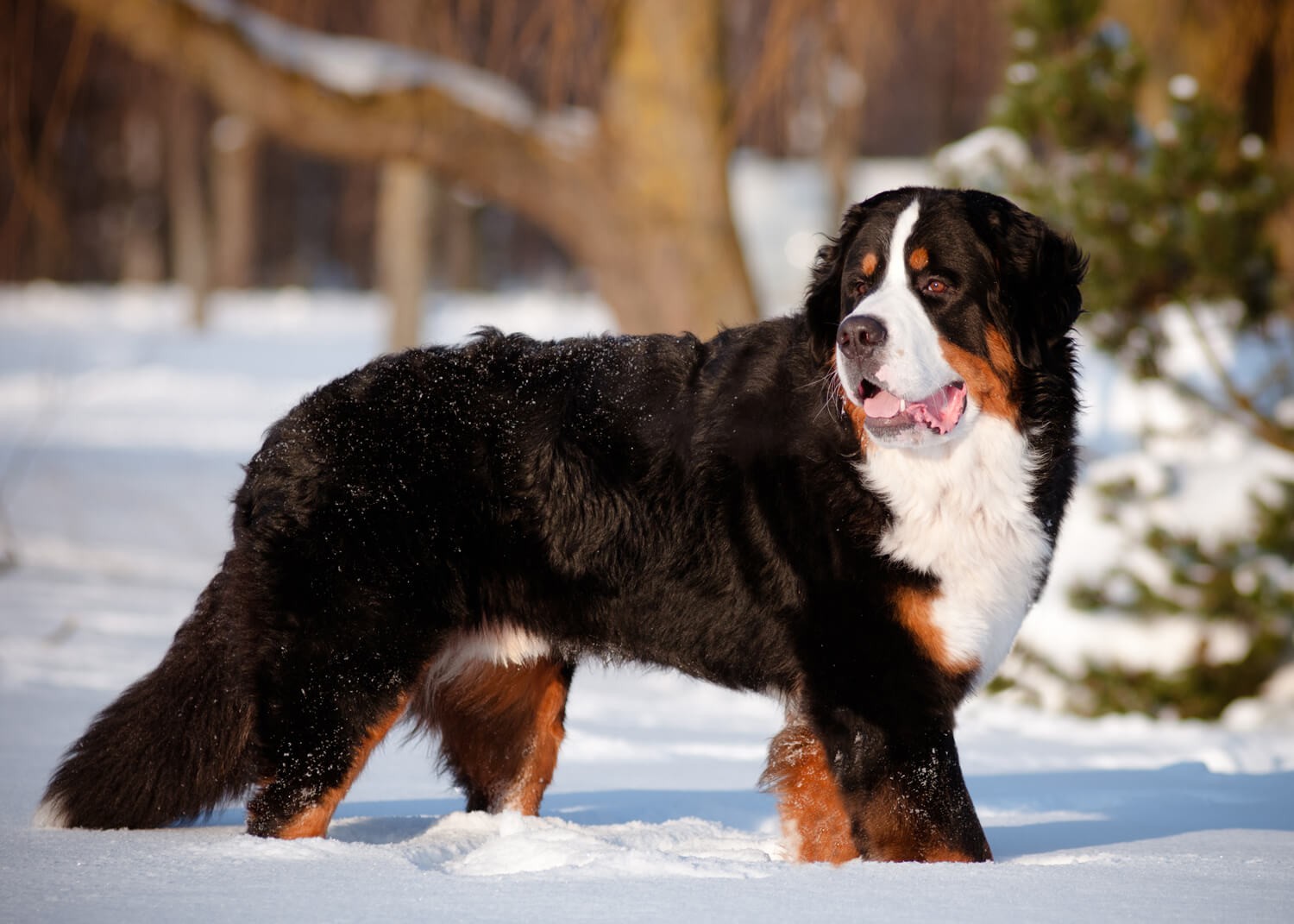 cane bovaro del bernese nella neve