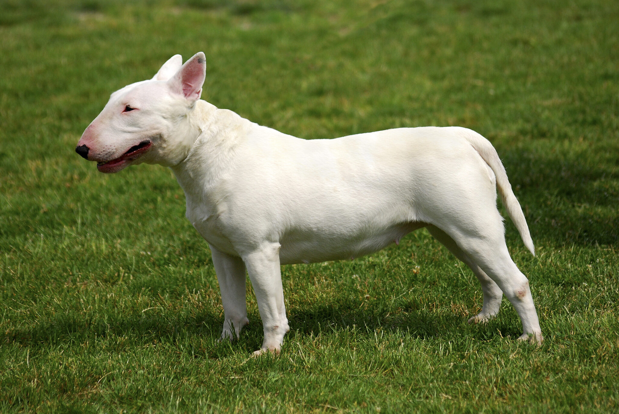 esemplare di cane Bull Terrier