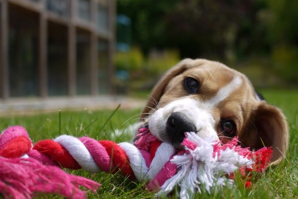 cagnolino torna a casa