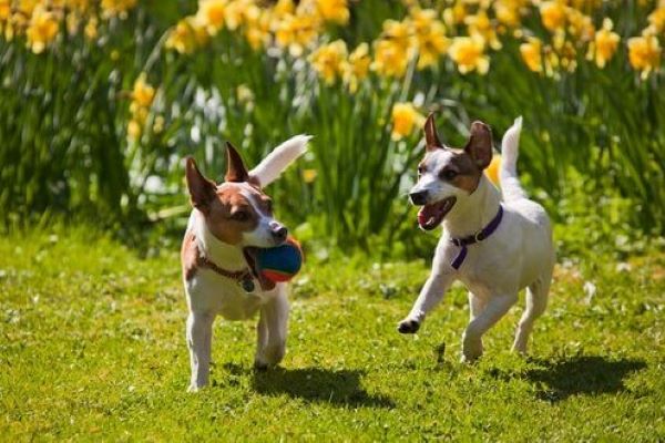 cagnolino