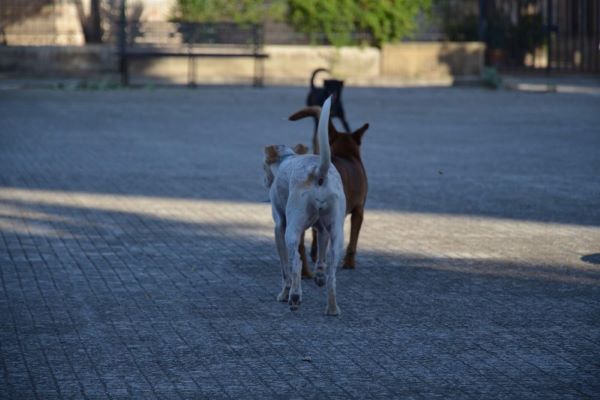 cagnolino cammina