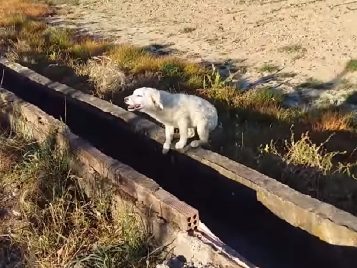 cane-abbandonato-corsa-estate