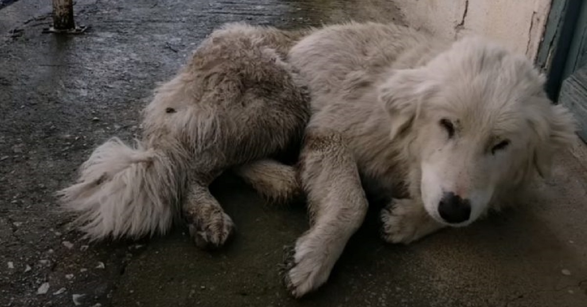 Cane abbandonato e poi investito, il salvataggio è un miracolo (VIDEO)