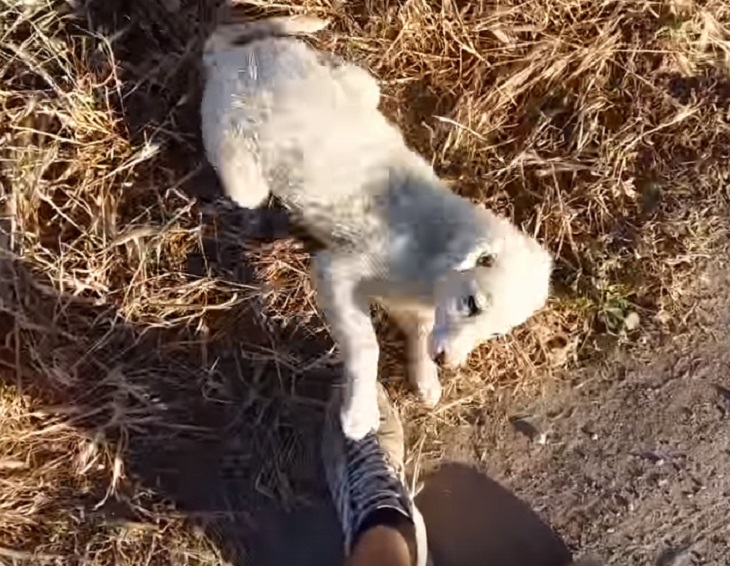 cane-abbandonato-felicità-speranza