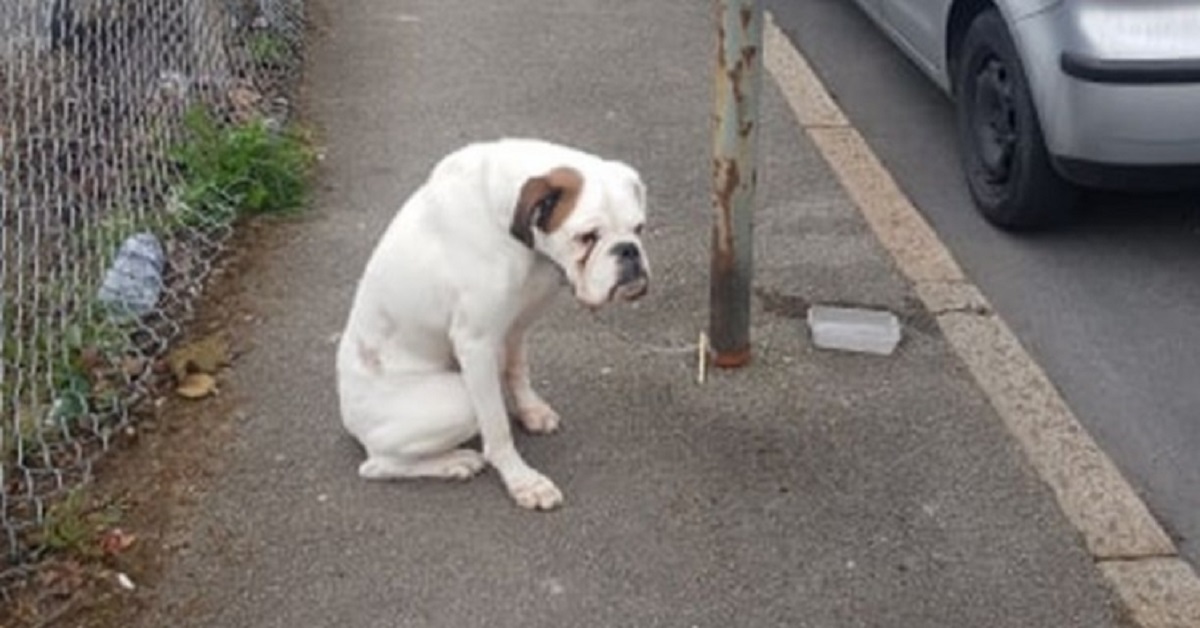 Cane abbandonato legato ad un palo, il salvataggio del boxer finisce in rete