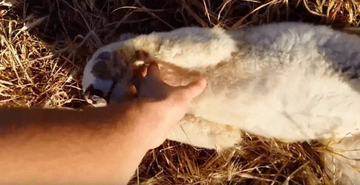 cane-abbandonato-nuova-vita