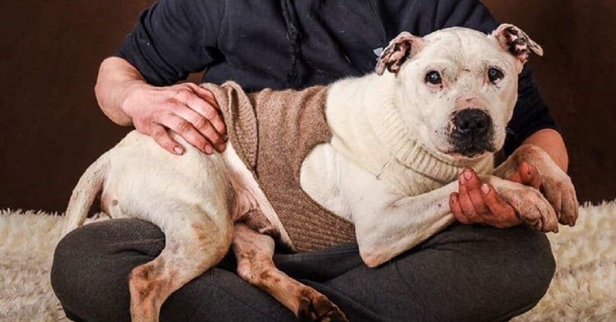 Cane con Alzheimer esaudisce la sua lista dei desideri (VIDEO)