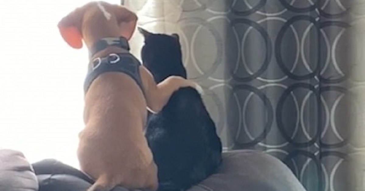 Cane e gatto si abbracciano dolcemente sul divano (VIDEO)