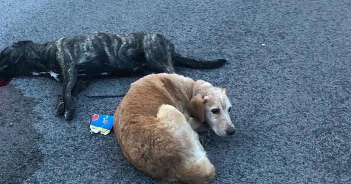 Murphy, il cane che ha salvato il suo amico e i suoi cuccioli