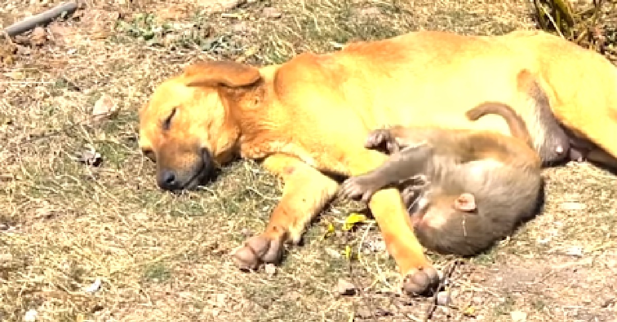 Cane incinta si prende cura di una piccola scimmietta (VIDEO)