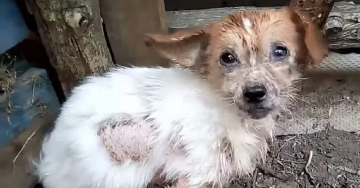 Cane randagio salvato mentre supplicava per un po’ di cibo (VIDEO)