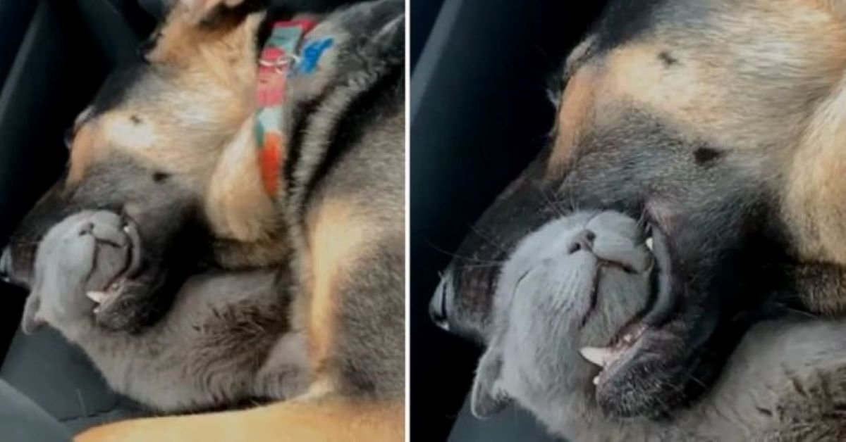 Cane finge di mangiare un gattino, in realtà dorme (video)