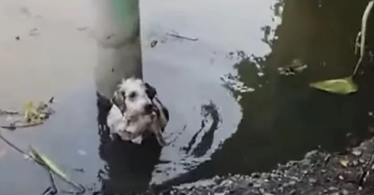 Cane maltrattato e gettato nel fiume per aver chiesto del cibo (VIDEO)