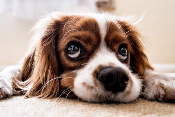 cane che guarda