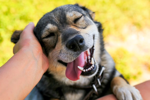 cane e padrone