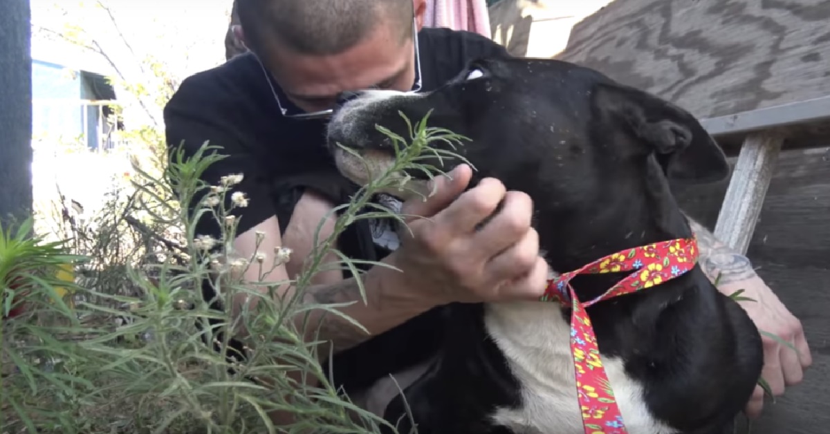Cani Pit Bull accolti dal rifugio dopo una dolorosa telefonata (VIDEO)