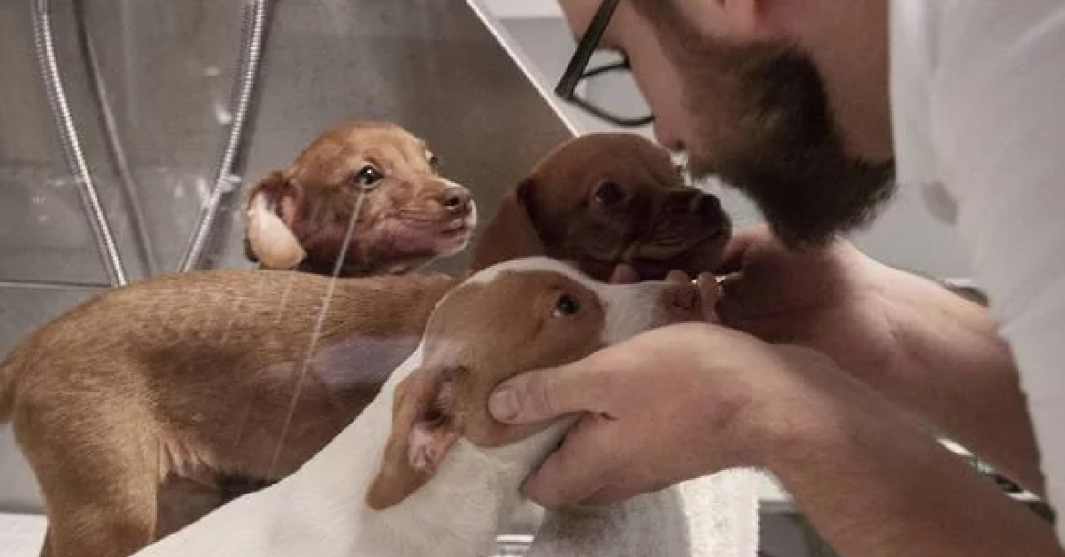 Cani trovano casa grazie ad una caffetteria di Madrid, in Spagna