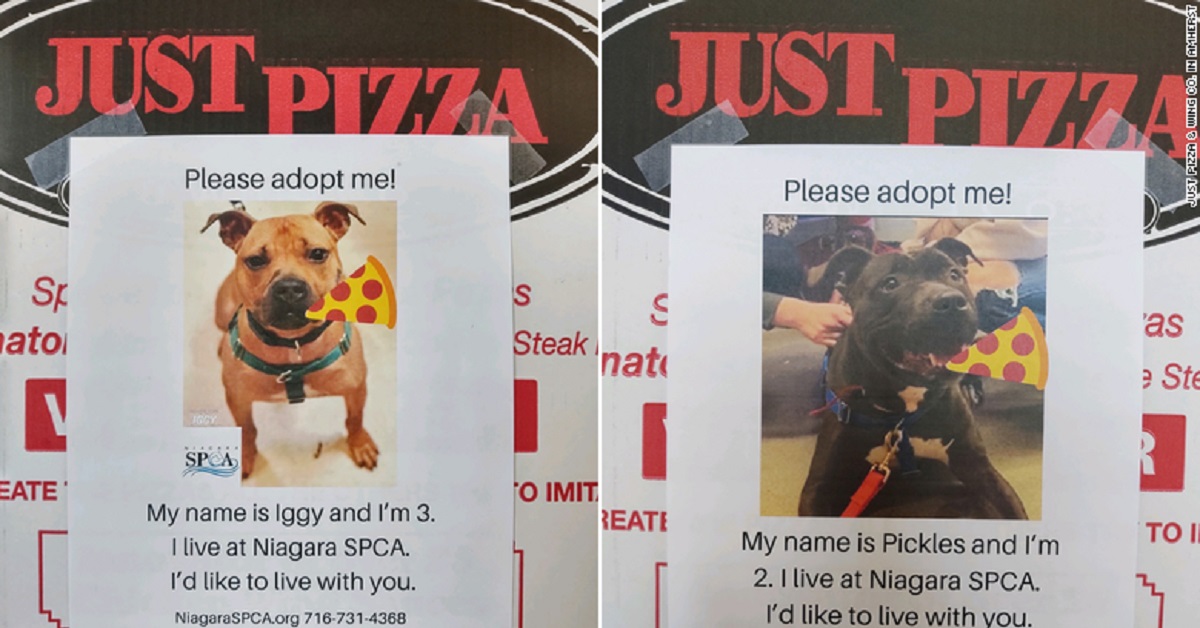 Cani trovano casa grazie all’innovativa idea di una pizzeria