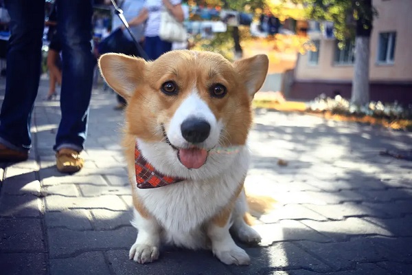 corgi