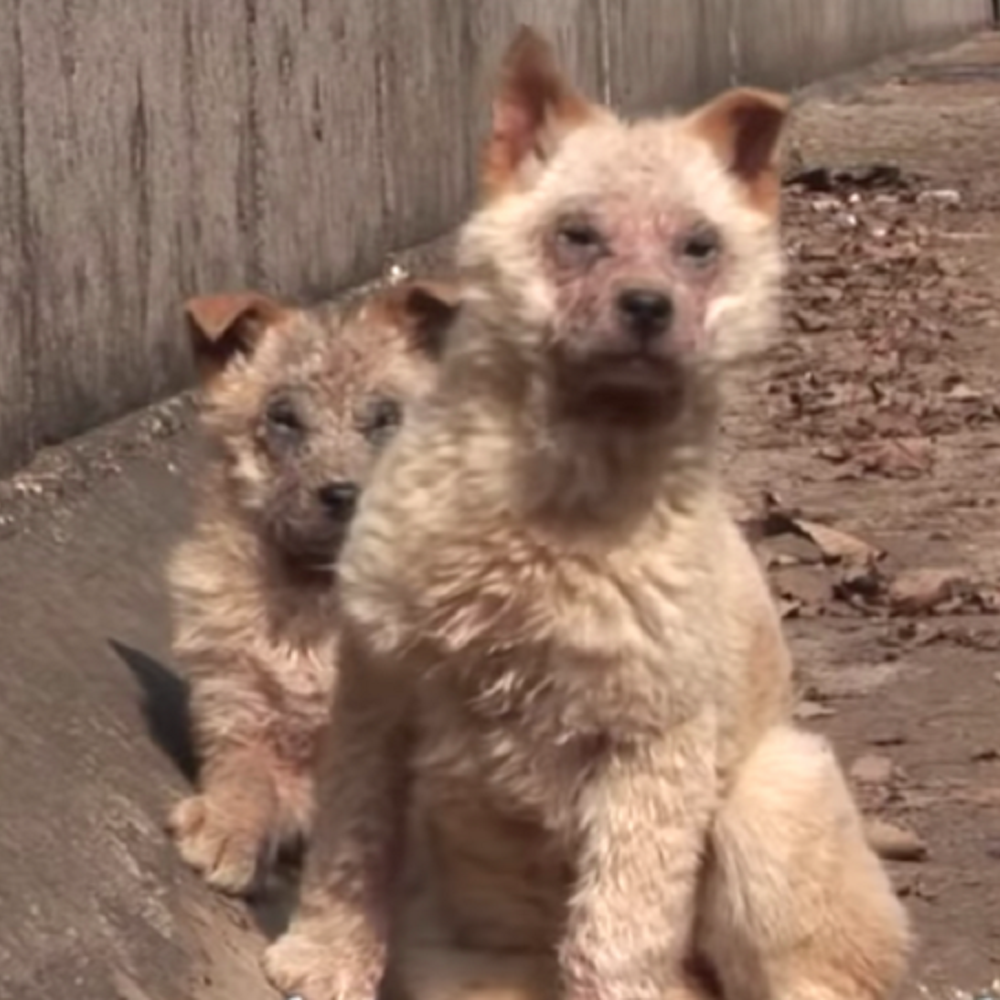 cuccioli-abbandonati-strada