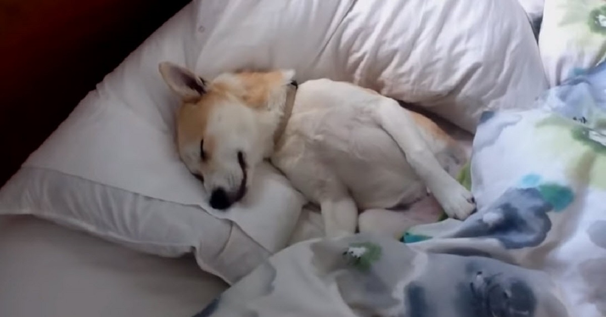 Cucciolo di Shiba Inu non vuole alzarsi per andare dal veterinario (VIDEO)