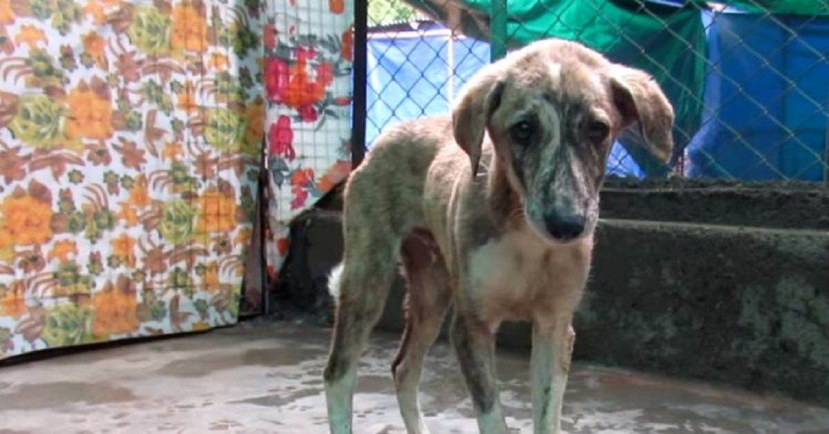 Cucciolo intrappolato nel canale di scolo salvato per miracolo