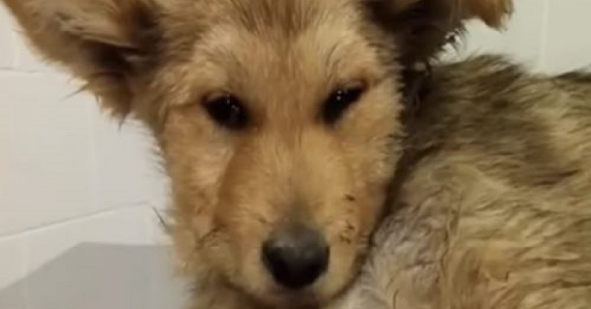 Cucciolo investito, dopo il salvataggio l’operazione (VIDEO)