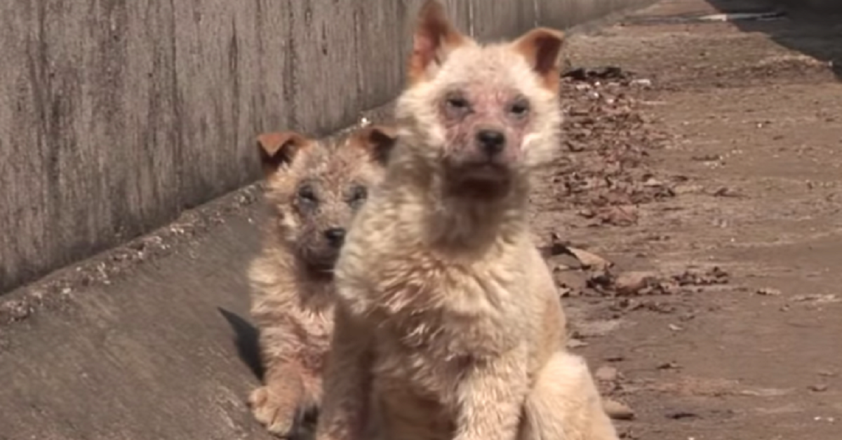 Due cuccioli abbandonati chiedono aiuto per salvare la loro sorellina