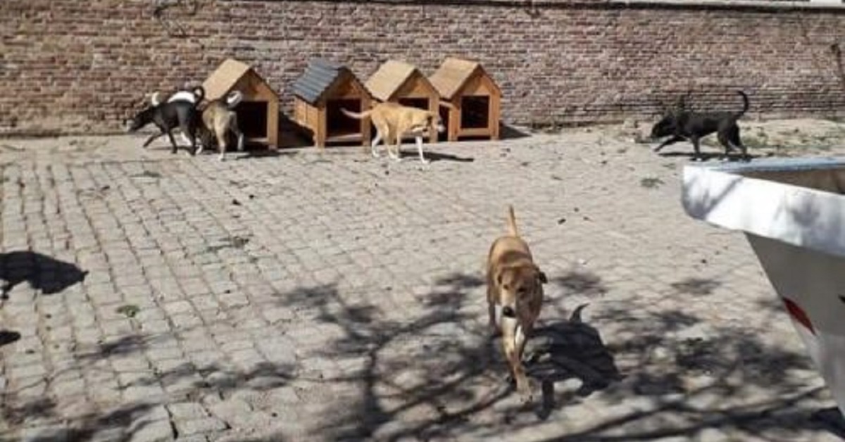 I cani del rifugio ricevono nuove cucce costruite dai detenuti