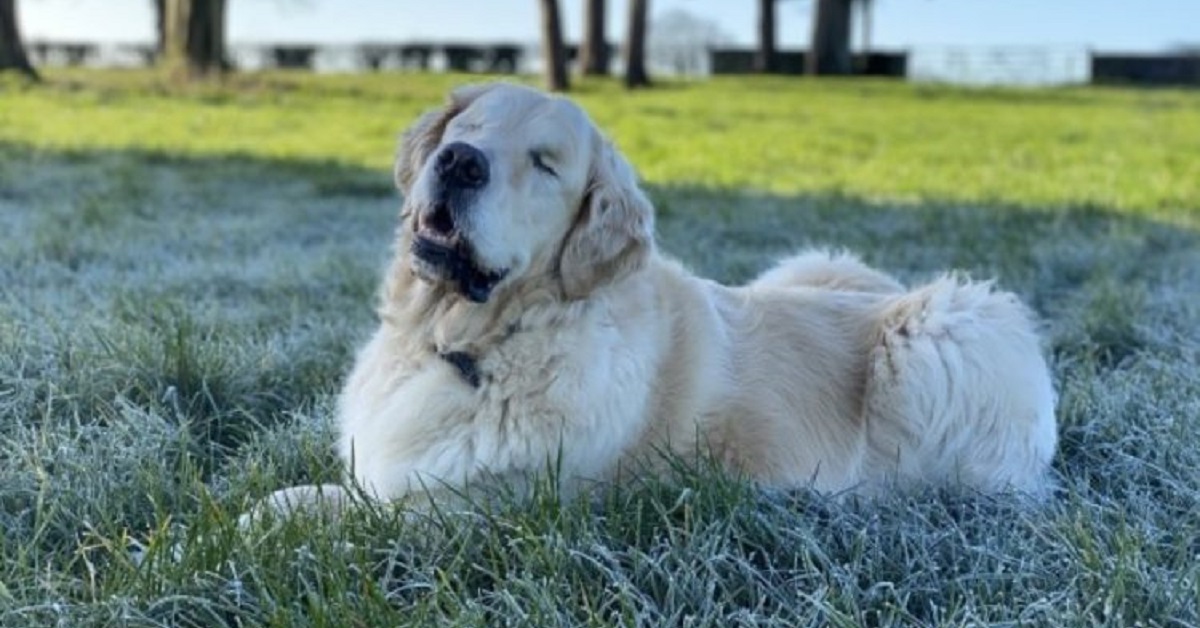 Il cane diventa cieco, per lui il mondo è completamente cambiato