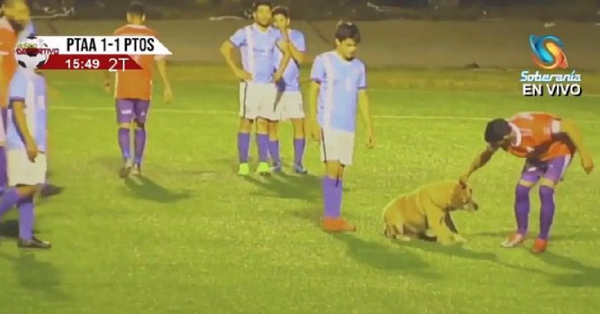Il cane irrompe nel campo e con molta furbizia ferma la partita (VIDEO)