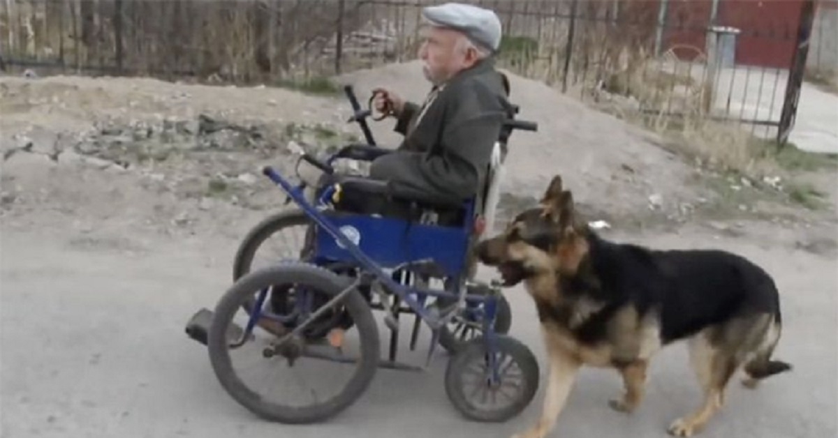 Il cane pastore tedesco spinge la sedia a rotelle del proprietario (VIDEO)
