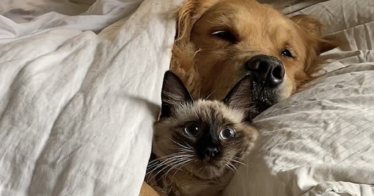 Il cane si sveglia vicino al gatto, Golden Retriever scatena il web (VIDEO)