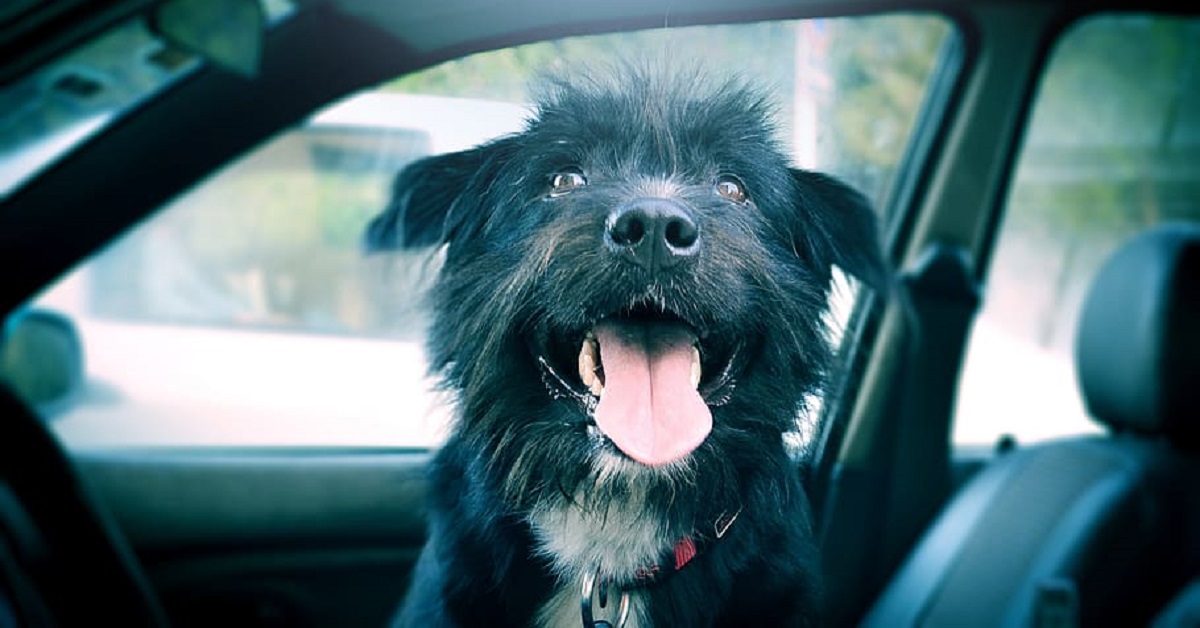 Il cane solo dentro l’auto fa finire la vettura nella piscina (VIDEO)