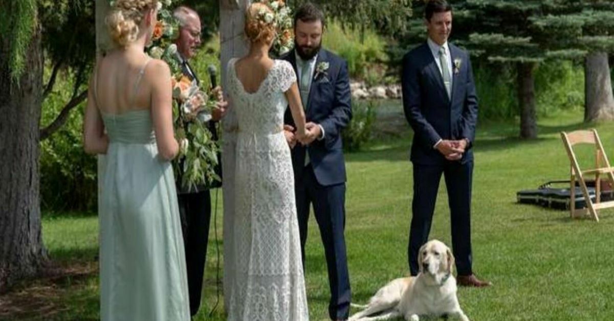 Boone, il Labrador che si intromette al matrimonio del suo padrone