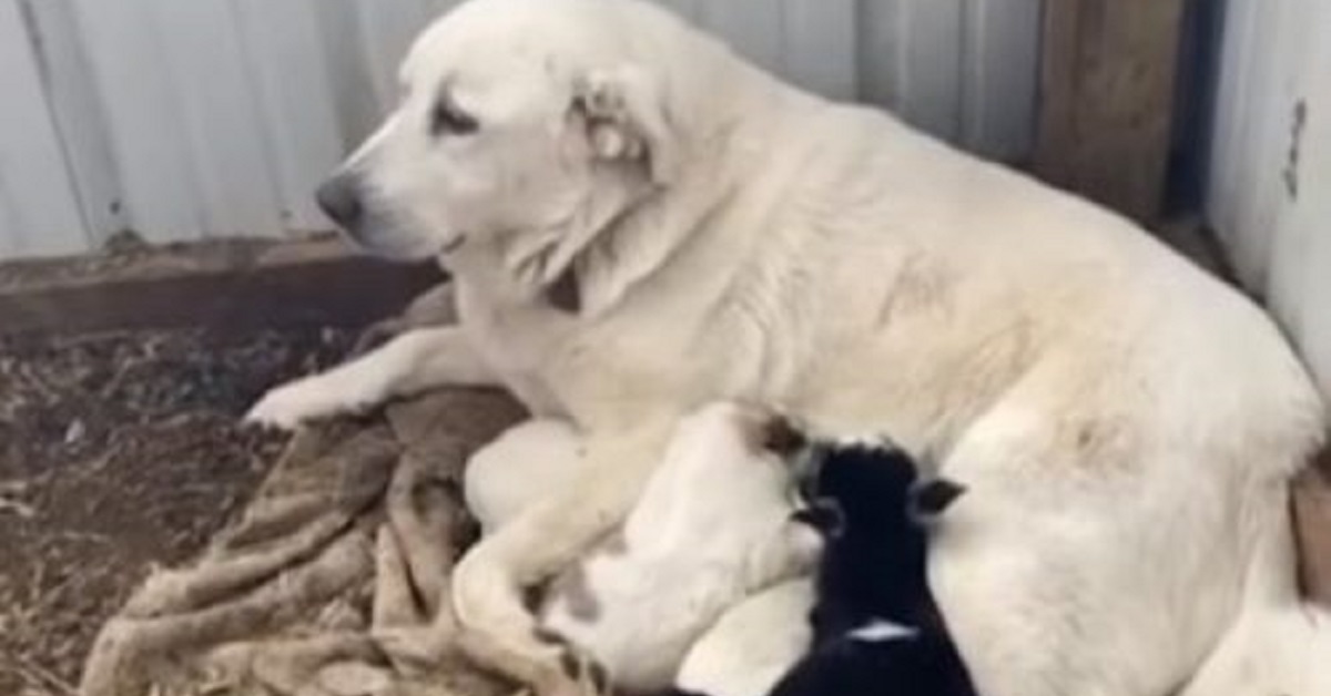 Mamma cane allatta una piccola capretta in difficoltà