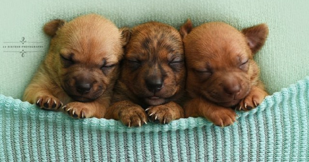 Mamma cane e i suoi cuccioli, dalla strada allo studio fotografico