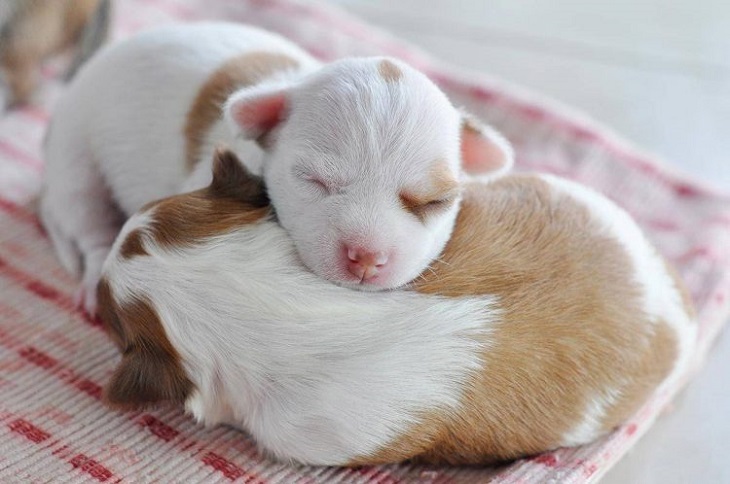 matilda-meraviglia-cuccioli-adozione