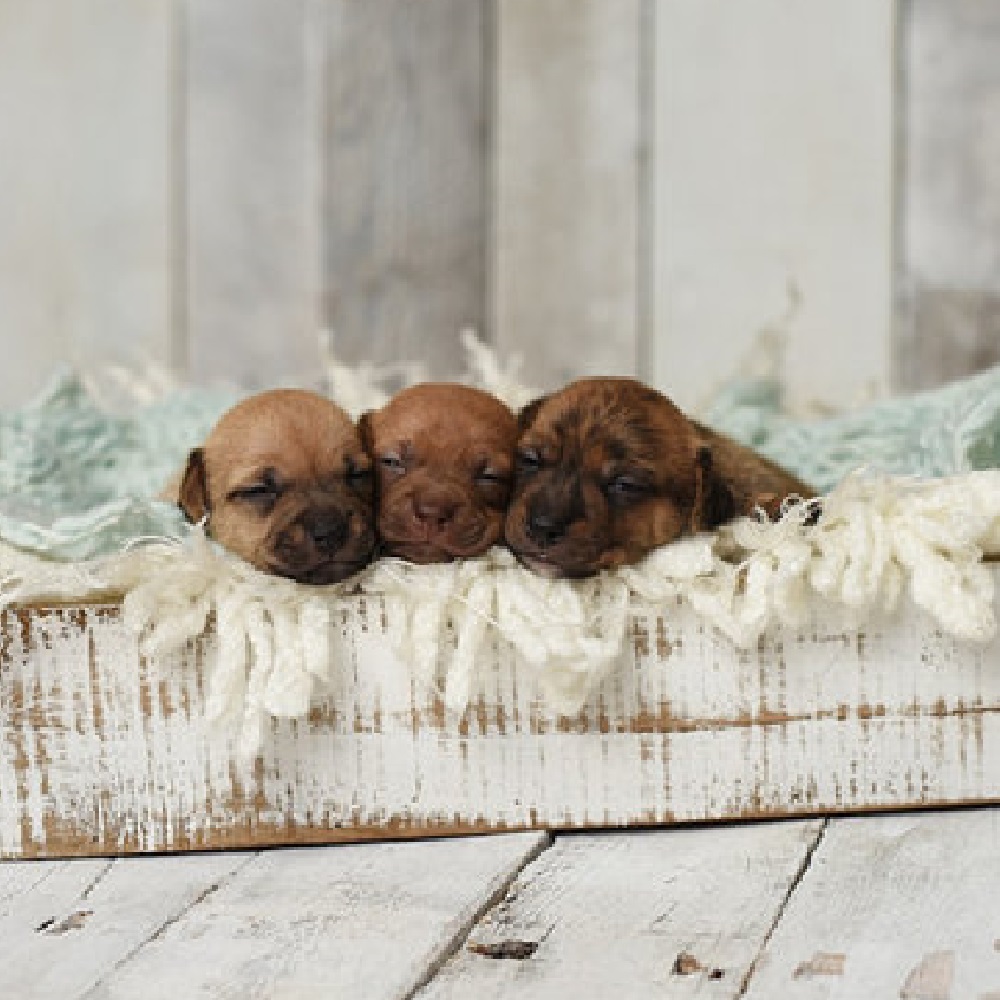 paris-cane-cuccioli