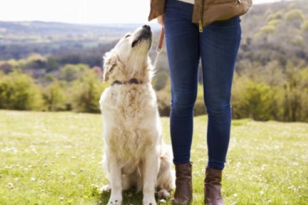 video murphy il cane